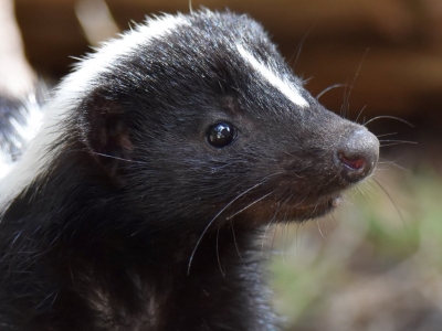 Gestreept stinkdier - De Zonnegloed - Dierenpark - Dieren opvangcentrum - Sanctuary